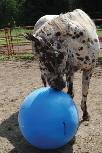 Sale HORSEMEN S PRIDE Jolly Mega Ball Blue
