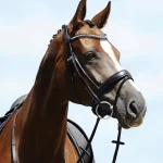 passier-atlas-snaffle-bridle-oNSoFBPp-0.webp
