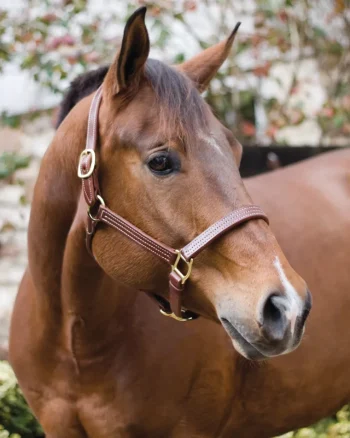 Clearance PERRIS LEATHER Perri’s® Horse Professional Show Halter