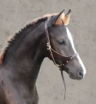 perris-leather-foal-halter-dAvQAWVc-0.webp