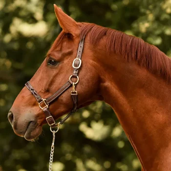 Hot PERRIS LEATHER Perri’s® Twisted Leather Halter Havana