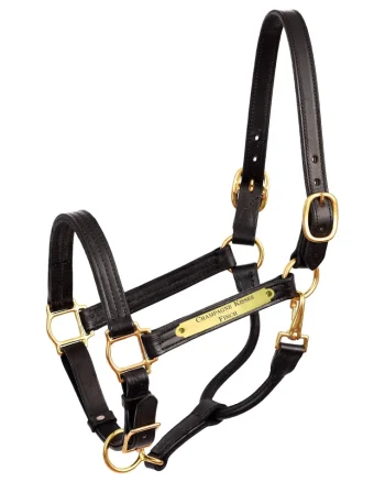 Clearance PERRIS LEATHER Perri’s® 1" XL Stallion Premium Leather Show Halter with Nameplate