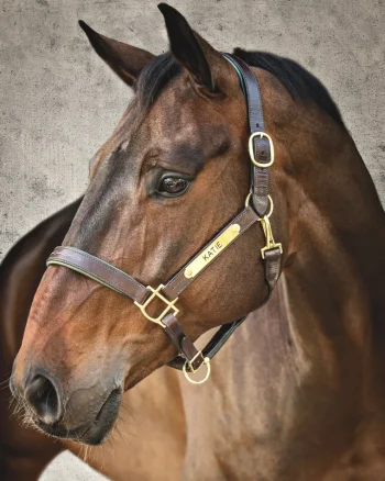 Hot HARMOHN KRAFT Showmark™ Classic Fancy-Stitched Leather Halter