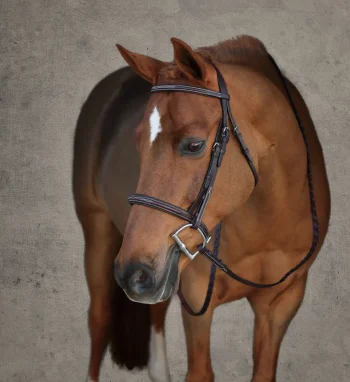 Online HARMOHN KRAFT Showmark® Premier Padded Pony Hunter Bridle Chocolate