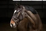 stbben-pro-jump-bridle-with-re-QDWhlrox-0.webp