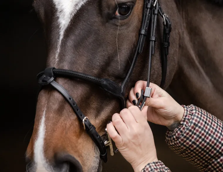 stbben-pro-jump-bridle-with-re-QDWhlrox-5.webp Discount STUBBEN N.A. Stübben Pro Jump Bridle With Removable Flash Noseband