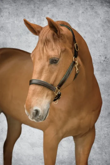 New KINGS INTERNATIONAL Suffolk™ Lined Halter
