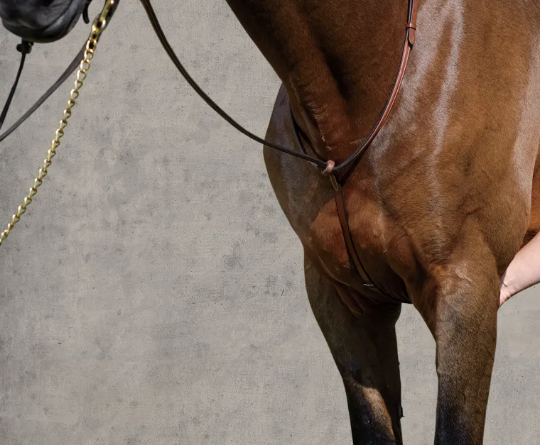 suffolk-raised-standing-martin-FeUodBKe-1.webp Clearance KINGS INTERNATIONAL Suffolk™ Raised Standing Martingale Brown