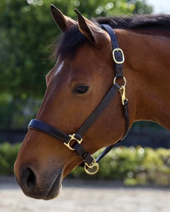 Fashion PUSHKAR INTL Suffolk™ Everyday Halter