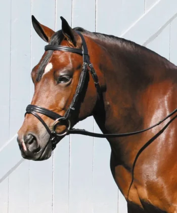 New TORY LEATHER Company Deluxe Padded Dressage Bridle With Buckle Bit Ends
