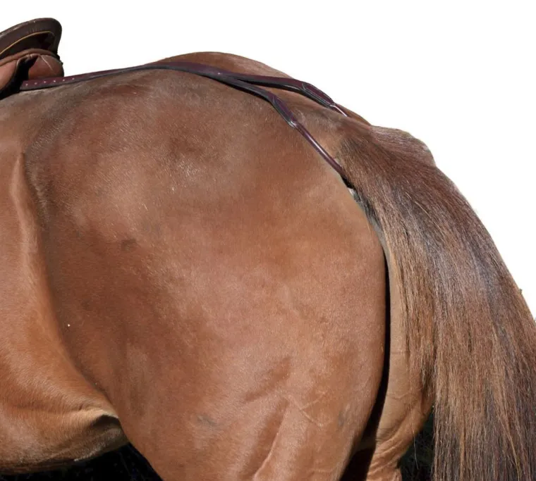 tory-leather-company-horse-cru-HxWPnxoT-1.webp Hot TORY LEATHER Company Horse Crupper/Aluminum Plate Havana