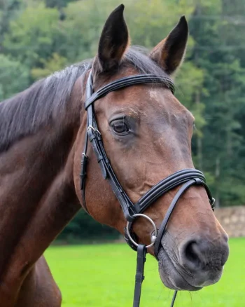 Best WORLD EQUSTRN BRNDS Vespucci Dressage Double Raised Snaffle Bridle Black