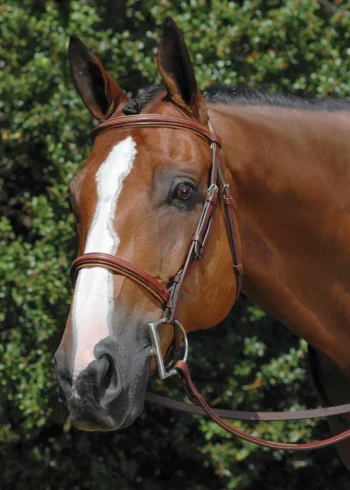 Best WORLD EQUSTRN BRNDS Vespucci Fancy Raised Hunter Bridle