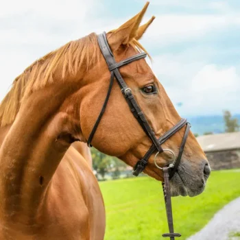 Sale WORLD EQUSTRN BRNDS Vespucci Plain Raised Jump Bridle Brown