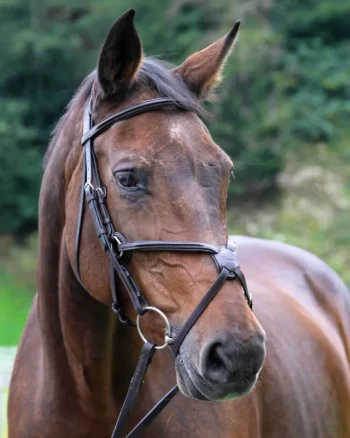 Outlet WORLD EQUSTRN BRNDS Vespucci Square Raised Figure-8 Bridle