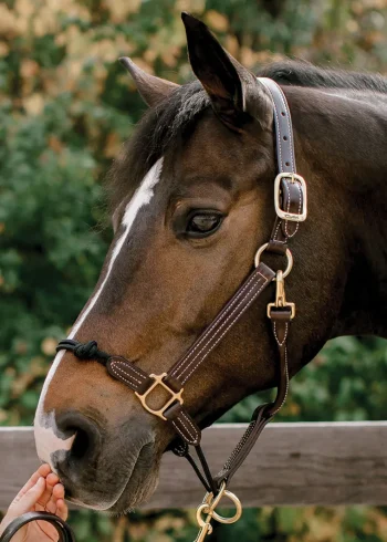 Online WALSH PRODUCTS Walsh™ Rope Nose British Halter Brown