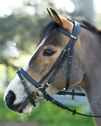 Discount SADDLERY BRANDS INTL Wintec Bridle With Flash