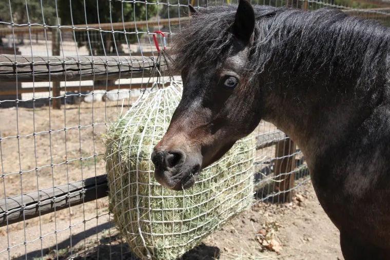 xQnIECdw_0.webp Outlet KENSINGTON Freedom Feeder® Trailer Size